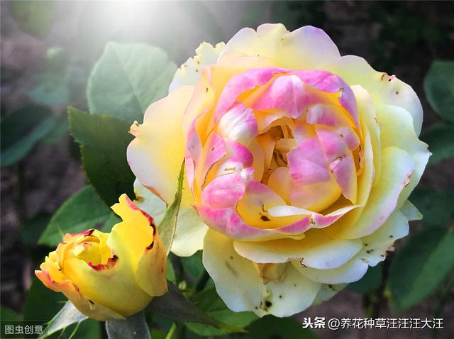 月季肥害怎么造成的？应该怎么挽救？程度不同应采取不同措施