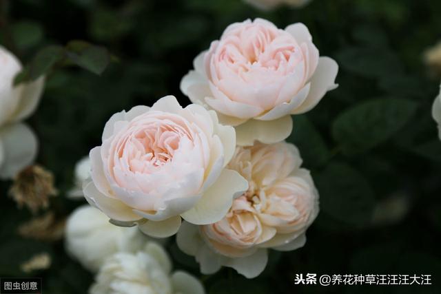 月季肥害怎么造成的？应该怎么挽救？程度不同应采取不同措施