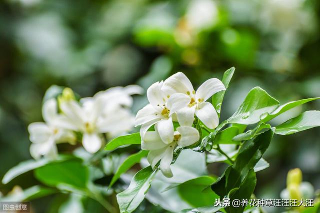 九里香小苗开花是什么原因？做好这几点，小苗也能正常开花