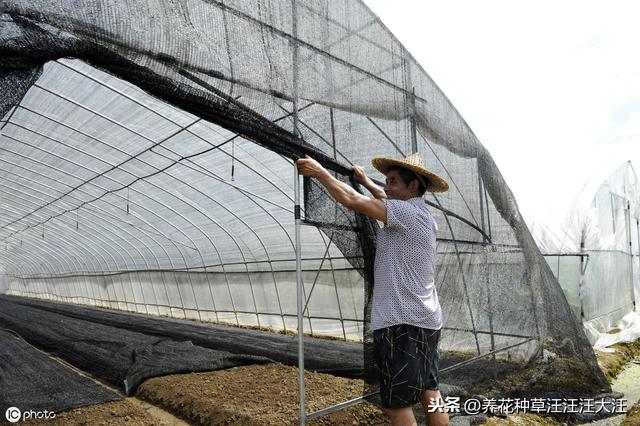 养花过程中，什么情况下花卉植物需要散射光线，散射光线的重要性