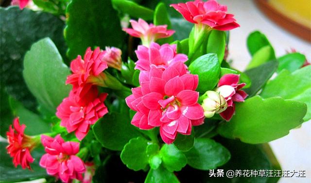 过年就买这些花，花开富贵寓意好，新年有个好彩头