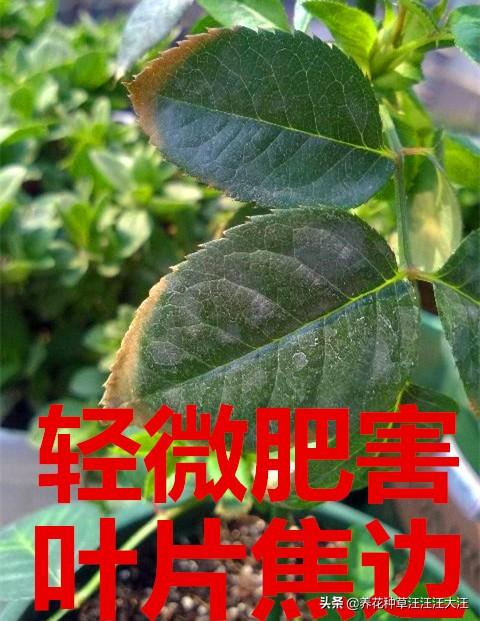月季肥害怎么造成的？应该怎么挽救？程度不同应采取不同措施
