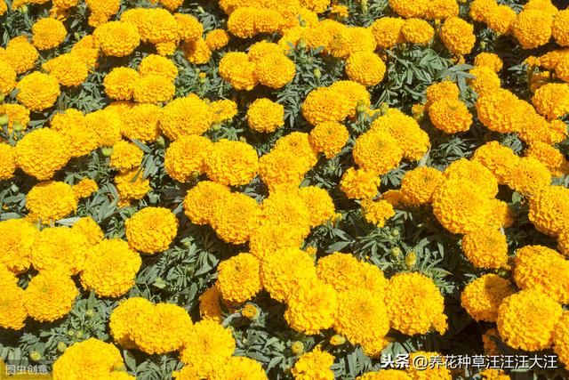 养花过程中，什么情况下花卉植物需要散射光线，散射光线的重要性