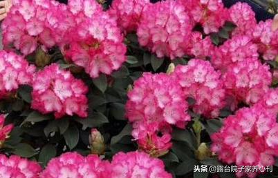 进口花卉的坑你跳不跳