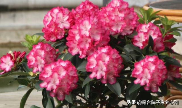 进口花卉的坑你跳不跳
