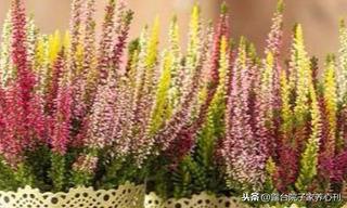 进口花卉的坑你跳不跳
