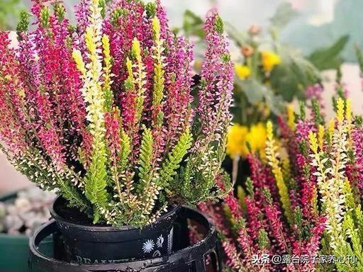 进口花卉的坑你跳不跳