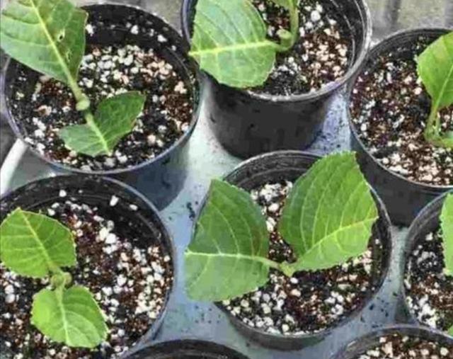 冬天能扦插6种花，很容易成活，过年不用买花