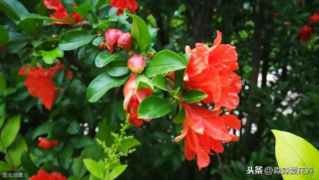 石榴树冬天“剪一剪”，来年花朵满枝丫，果子个大又红润
