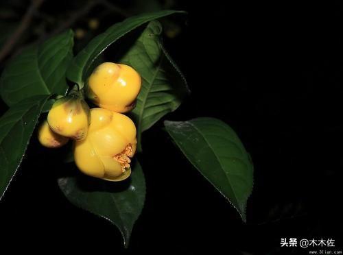 茶族皇后金花茶