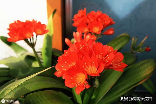 君子兰秋季换土后，养护注意“三保持，两禁止”。它才能尽快服盆