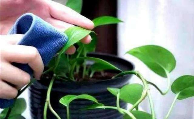 家中养花，叶子上灰尘多，影响植株生长，用2种水擦拭更好