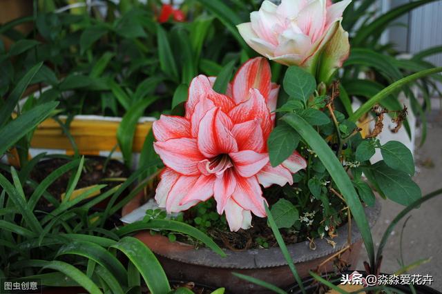 养护朱顶红，秋天把它“虐一虐”，开花多来色鲜艳