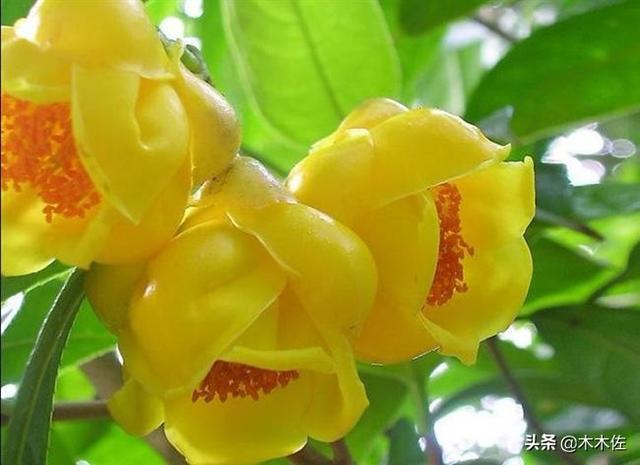 茶族皇后金花茶