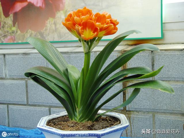 君子兰秋季换土后，养护注意“三保持，两禁止”。它才能尽快服盆