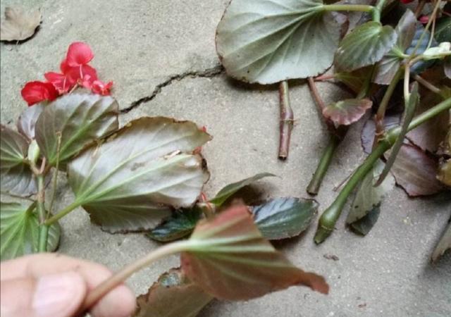 冬天能扦插6种花，很容易成活，过年不用买花