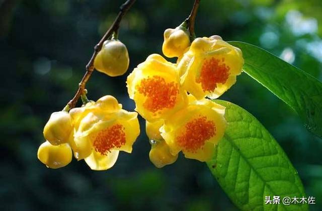 茶族皇后金花茶