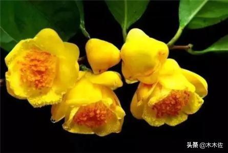 茶族皇后金花茶
