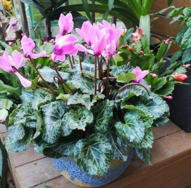 冬天养仙客来，容易犯3个错误，造成花朵、叶子萎焉耸拉