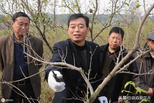 石榴树冬天“剪一剪”，来年花朵满枝丫，果子个大又红润