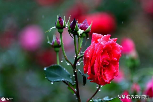 月季花扦插繁殖，人为创造好环境，季节无限制，成活无压力