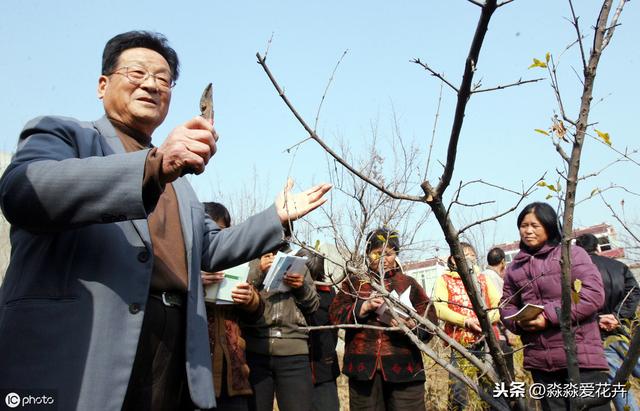 石榴树冬天“剪一剪”，来年花朵满枝丫，果子个大又红润