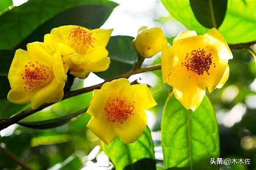 茶族皇后金花茶