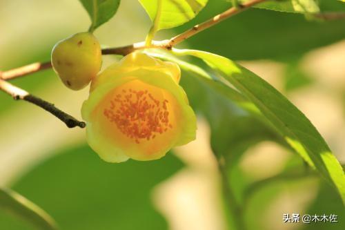茶族皇后金花茶
