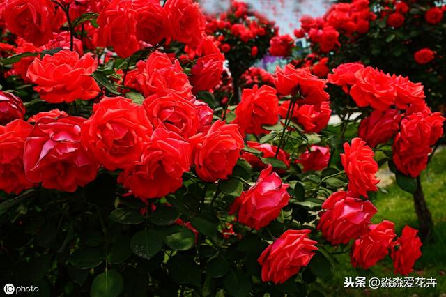 月季花扦插繁殖，人为创造好环境，季节无限制，成活无压力