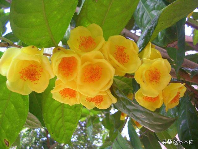 茶族皇后金花茶