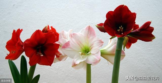 养护朱顶红，秋天把它“虐一虐”，开花多来色鲜艳