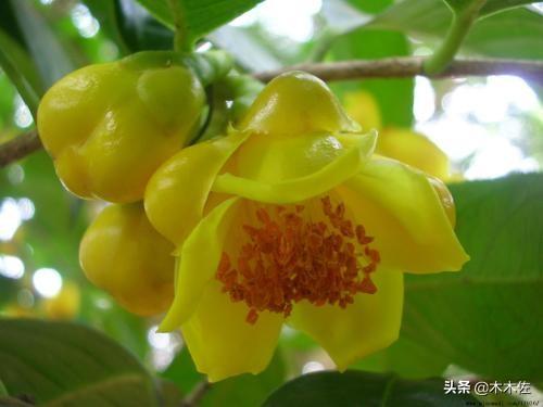 茶族皇后金花茶
