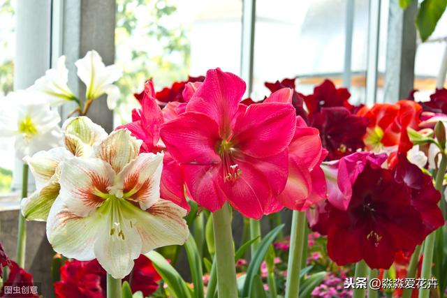 养护朱顶红，秋天把它“虐一虐”，开花多来色鲜艳