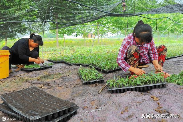 月季花扦插繁殖，人为创造好环境，季节无限制，成活无压力