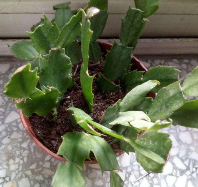 冬天能扦插6种花，很容易成活，过年不用买花