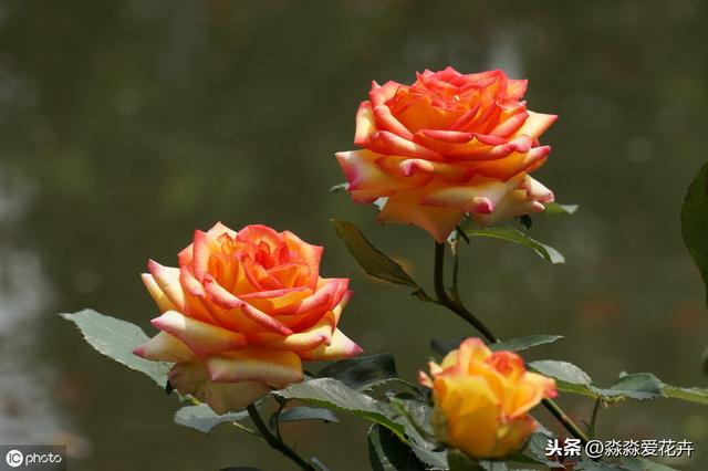 月季花扦插繁殖，人为创造好环境，季节无限制，成活无压力