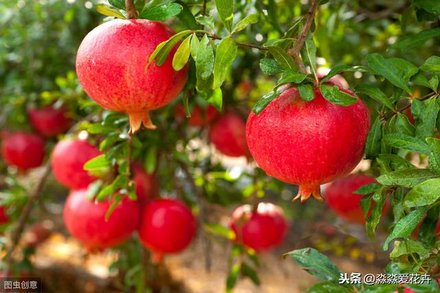 石榴树冬天“剪一剪”，来年花朵满枝丫，果子个大又红润