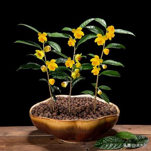 茶族皇后金花茶