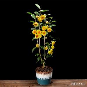 茶族皇后金花茶