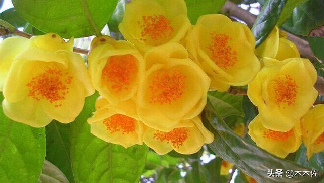 茶族皇后金花茶