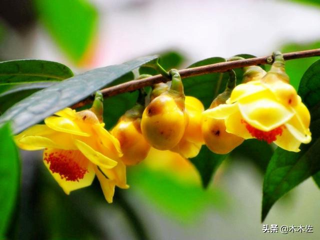 茶族皇后金花茶