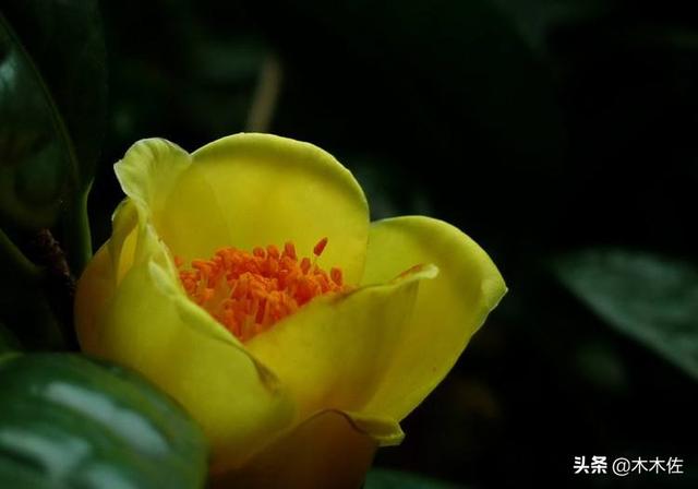 茶族皇后金花茶