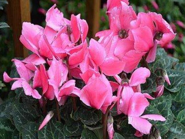 冬天养仙客来，容易犯3个错误，造成花朵、叶子萎焉耸拉