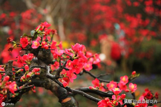 海棠花不开花？只要冬天“冻一冻”，来年春天香满楼
