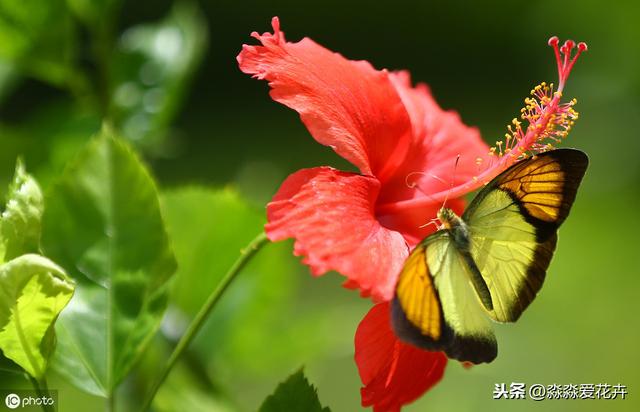 扶桑花为什么经常掉花苞？注意六个点，花苞冒不停，开花多又艳