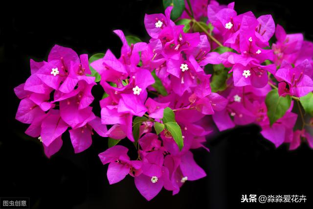 冬季室内养护三角梅，四点做好，枝叶繁茂长势旺，花开依旧色鲜艳