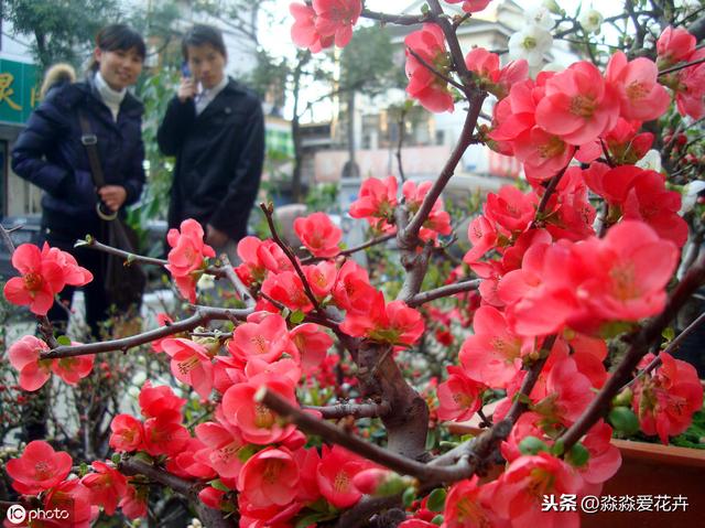 海棠花不开花？只要冬天“冻一冻”，来年春天香满楼