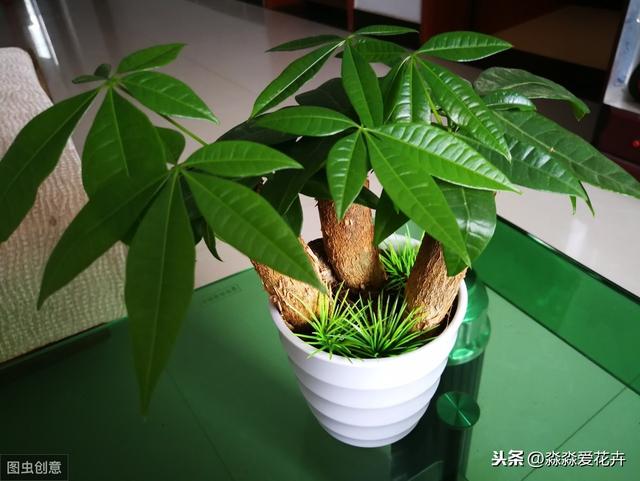 发财树养不活老是烂根是为何？做好这四点，才能枝叶浓绿，长的旺
