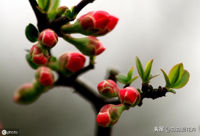 海棠花不开花？只要冬天“冻一冻”，来年春天香满楼