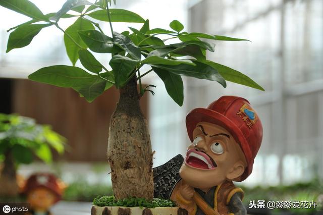 发财树养不活老是烂根是为何？做好这四点，才能枝叶浓绿，长的旺
